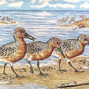 Rode knopen zwerven de strand note card, Blank Inside