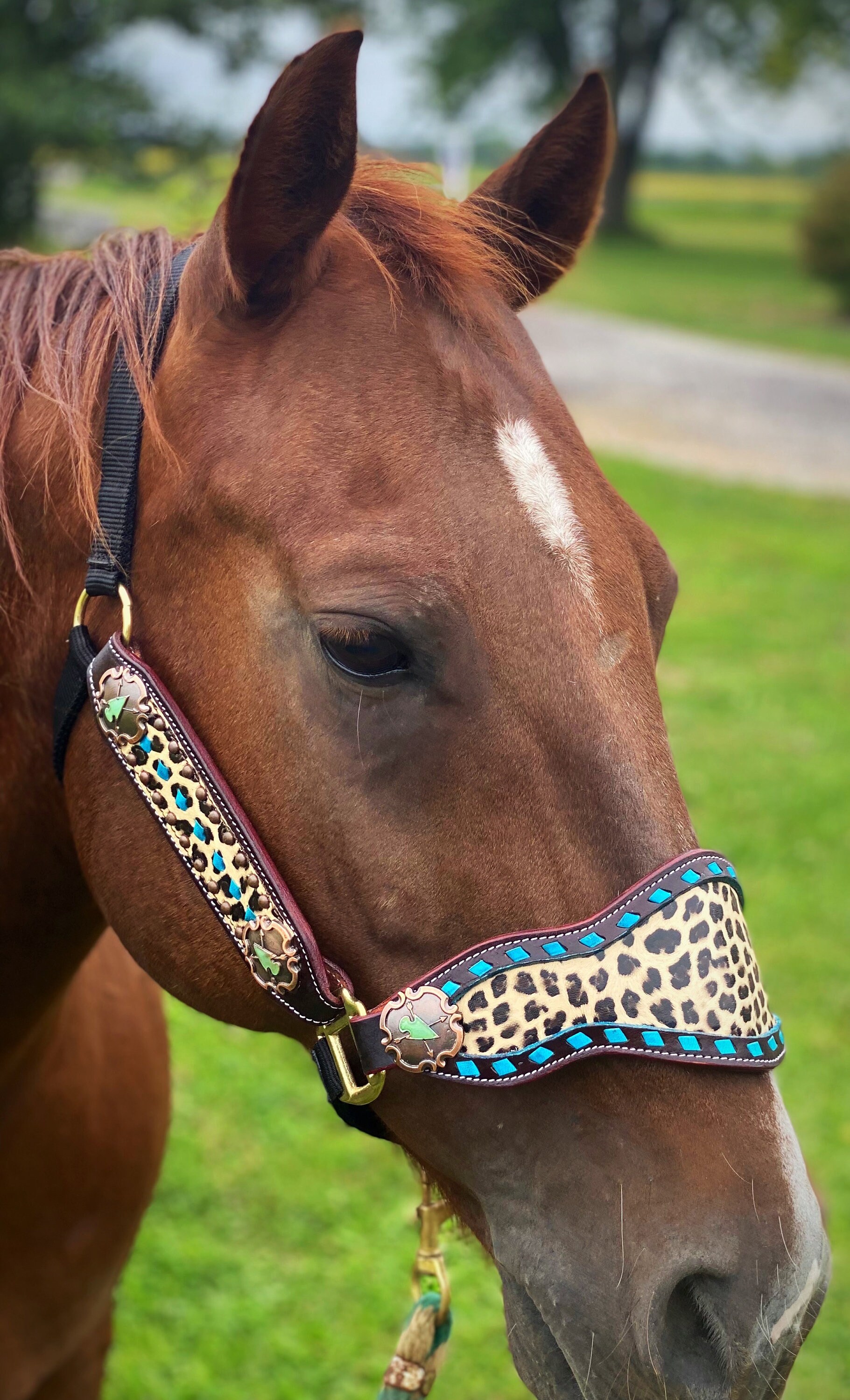 Turquoise Buckstitch Cheetah Bronc Halter