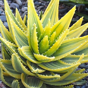 Aloe Nobilis Variegated w/10 free surprise succulent cuttings