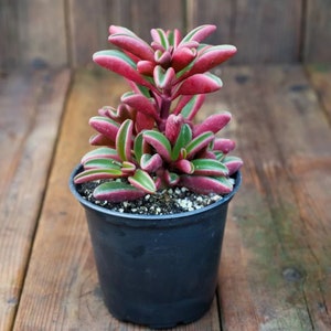 May include: A small succulent plant with green and pink leaves in a black plastic pot. The plant is on a wooden surface.