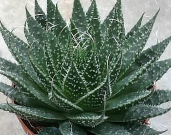 4" Aloe Aristata Succulent w/ 10 free surprise succulents