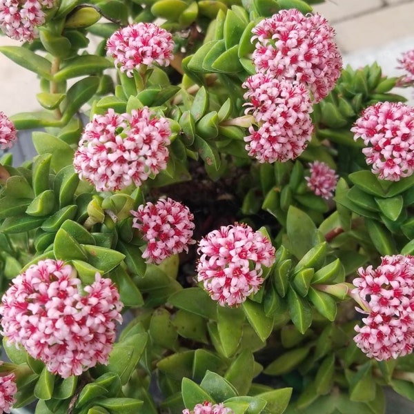 Crassula Springtime | 4 inch | Crassula | Live Succulent Plant | Indoor Plant | House Plant