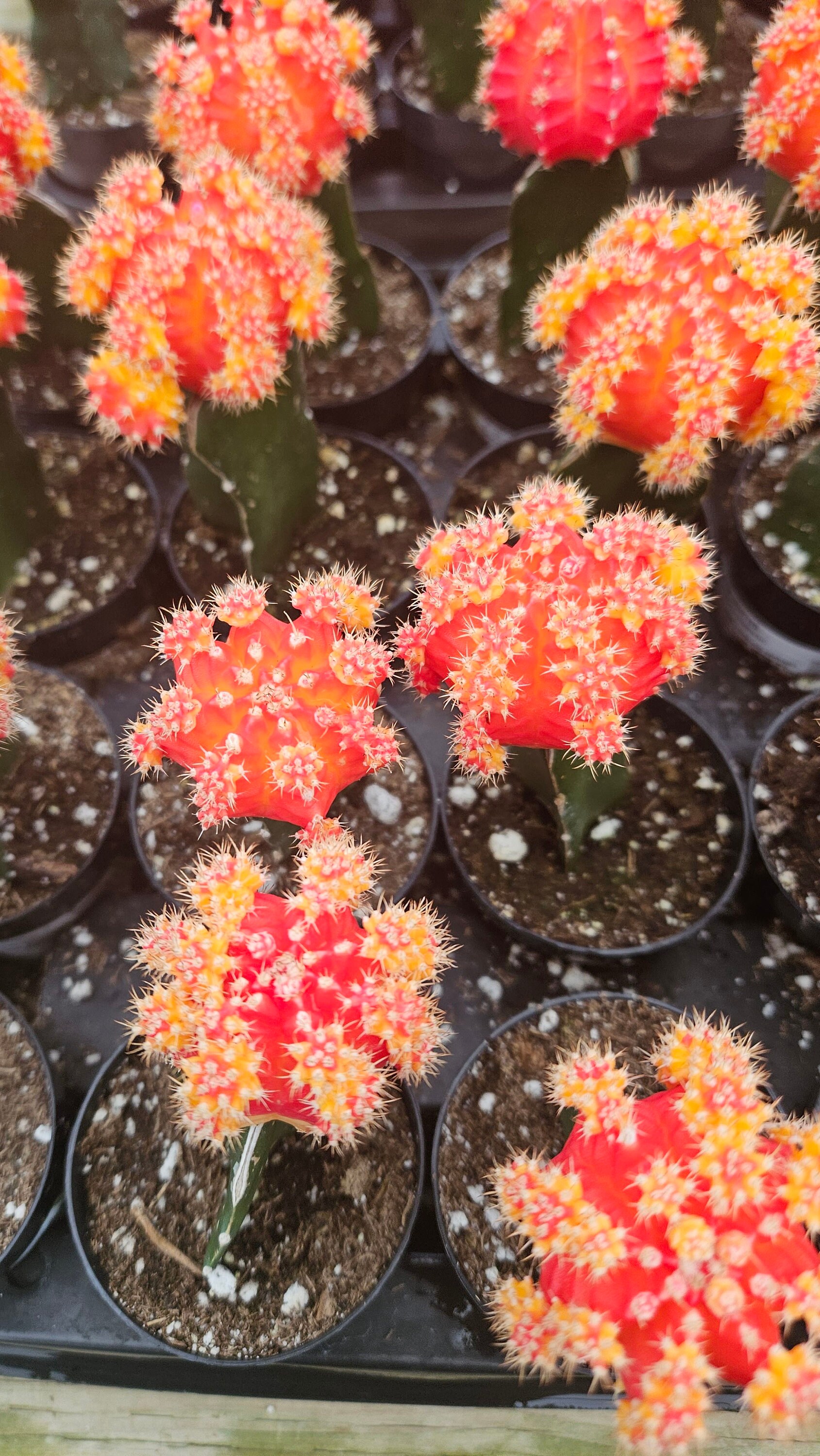 Veredelter Mond Orange | 3,5 Zoll | Gymnocalycium Mihanovichii | Lebende  Kaktuspflanze | Kleiner Kaktus | Zimmerpflanze | Sukkulente | Zimmerpflanze  - Etsy.de
