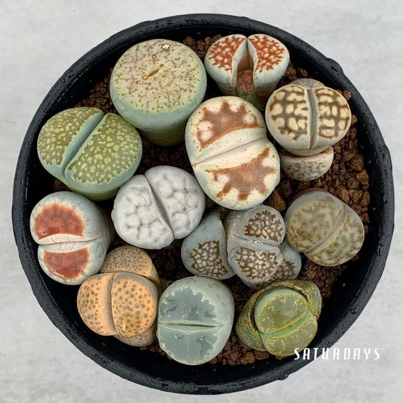 jade plant pot Beautiful Lucky Jade Plant in Ceramic Pot main image 1