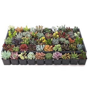 May include: A collection of 36 succulent plants in small black pots, arranged in a tray. The succulents are a variety of colors and shapes, including green, red, purple, and pink.