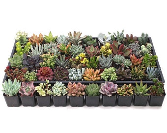 Ultimate Succulent Samplers  40 variety in 2 inch containers