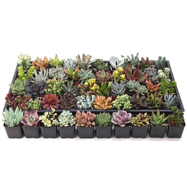 Ultimate Succulent Samplers  40 variety in 2 inch containers