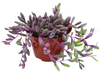 4 inches pot Othonna Capensis ruby necklace,succulents