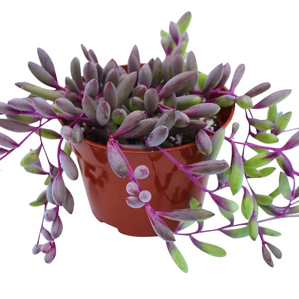 4 inches pot Othonna Capensis ruby necklace,succulents