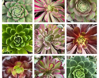 Aeonium Combo 10 boutures (sélection aléatoire)