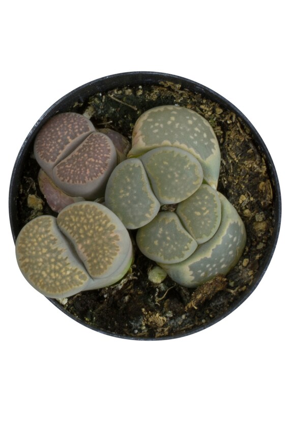 happy bean succulent Peperomia ferreyrae 'Happy Bean'  Sprouts of Bristol
