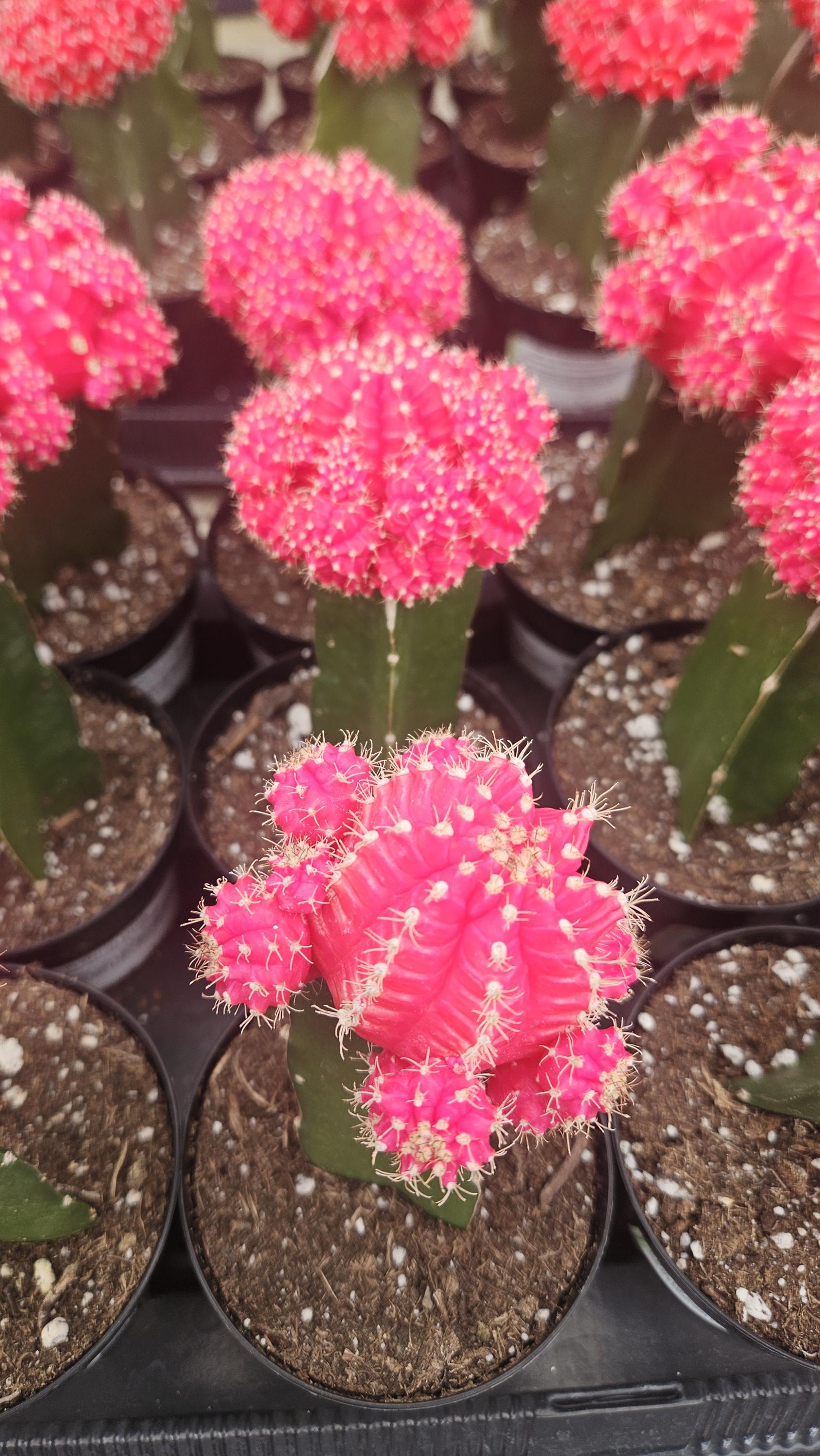 Grafted Moon Cactus Pink | 3.5 Inch | Gymnocalycium Mihanovichii | Live Cactus  Plant | Small Cactus | House Plant | Succulent | Indoor Plant - Etsy