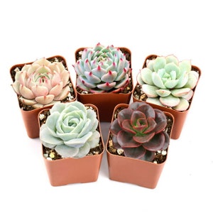 May include: Six small succulent plants in terracotta pots. The succulents are a variety of colours and shapes, including green, pink, and red.