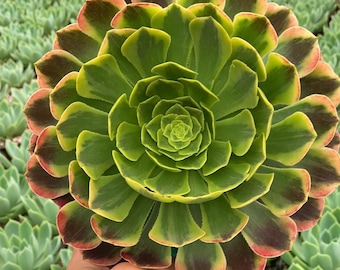 Aeonium Fiesta 4"