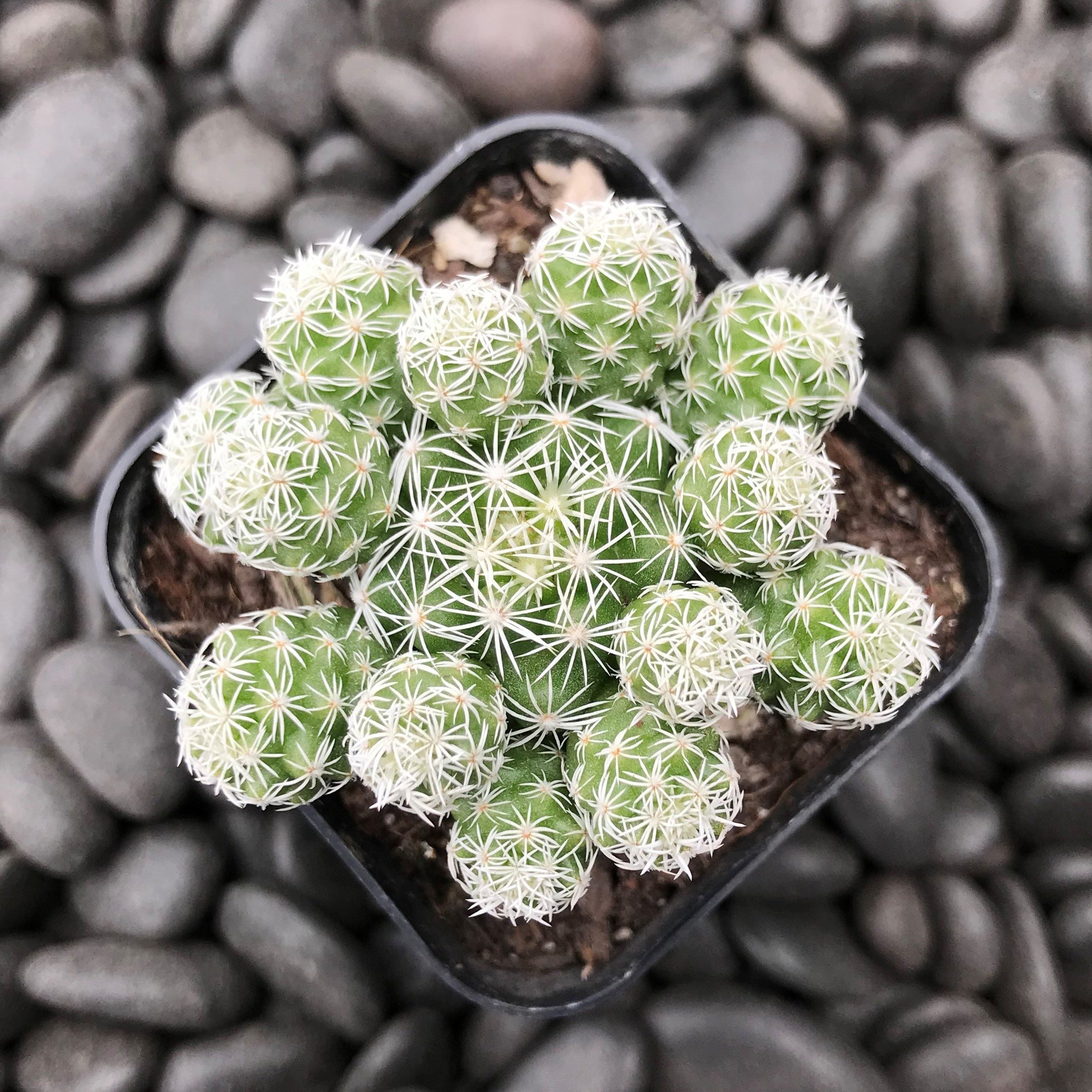 4インチ鉢植えのマミラリア グラシリス フラギリス - ポップコーン 