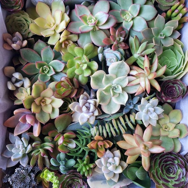 Assorted Succulent Cuttings Pack - 30 Fresh Cuttings, 15 Varieties (2-4 Inches)