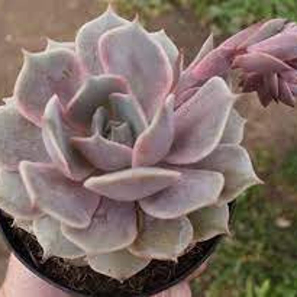 Echeveria Angel Kissed Lola (hybrid) w/ 10 free succulent cuttings