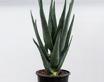 Aloe Hercules - tree type aloe