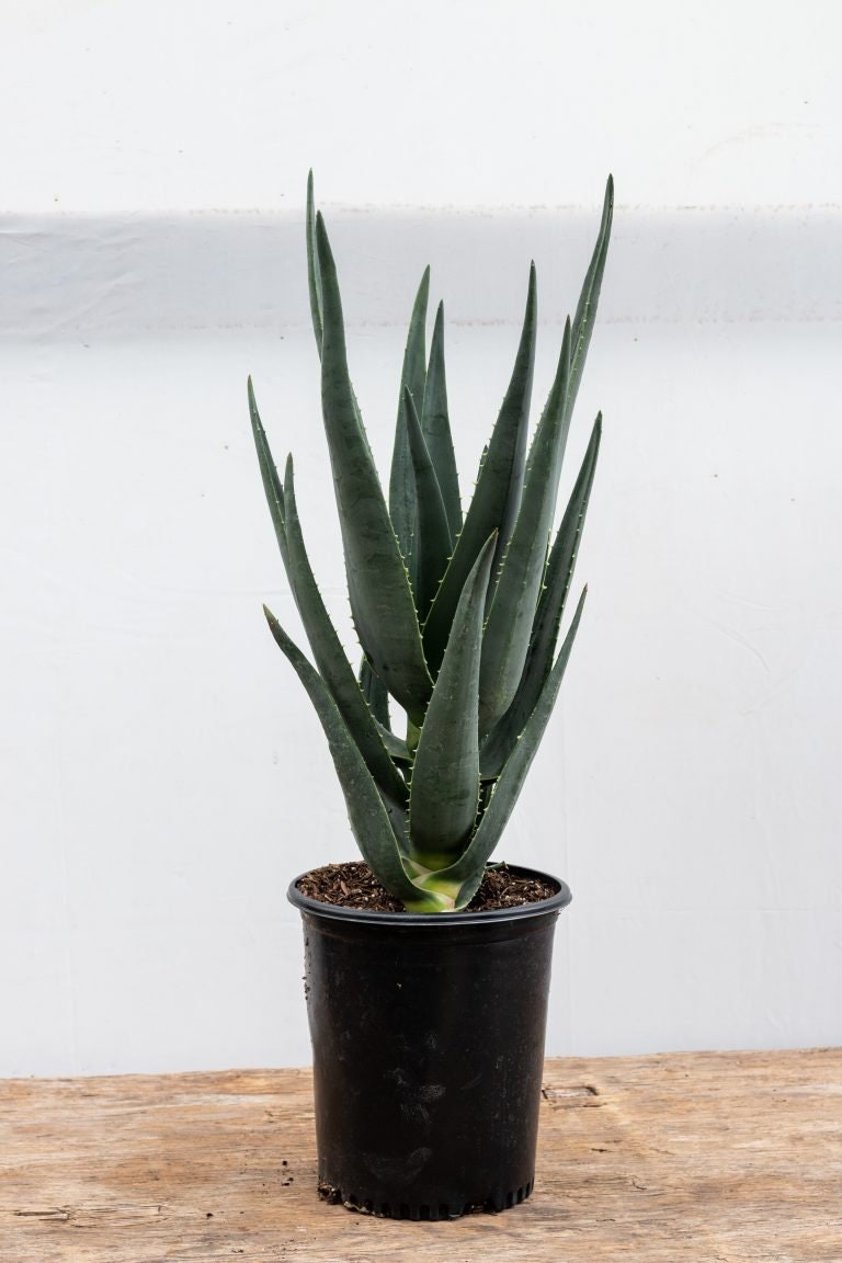 Aloe hercules plant - Etsy 日本