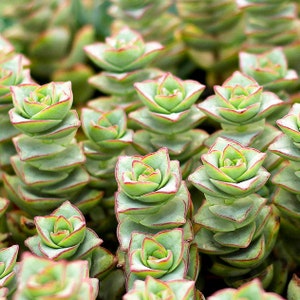 May include: Close-up of a group of green succulent plants with red edges. The plants are arranged in a cluster, with their leaves overlapping and forming a rosette shape.