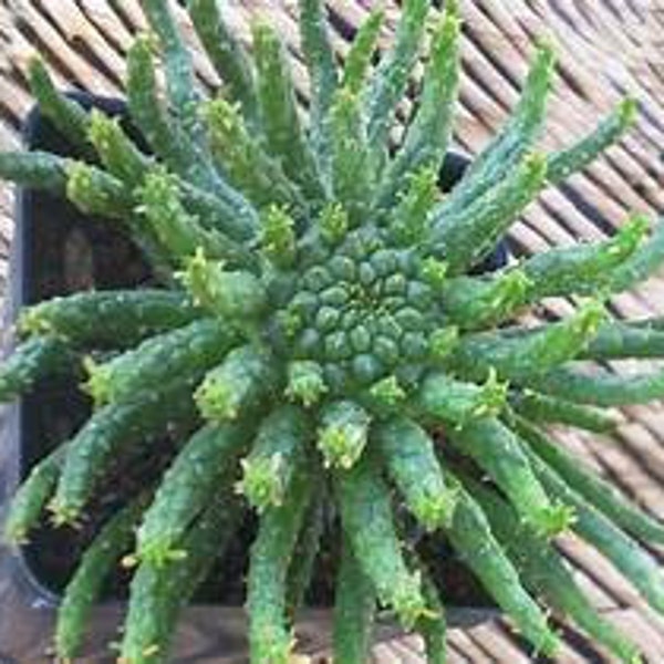 Euphorbia Medusa 4" pot