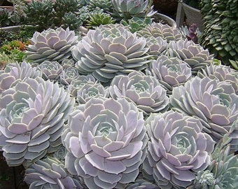 Echeveria Lola