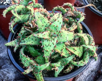 Aloe castilloniae, rare aloe plant, rare succulent, rare plant, Succulent,