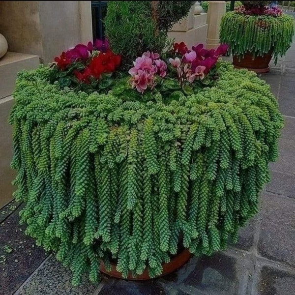 Donkey's Tail in 4" pot