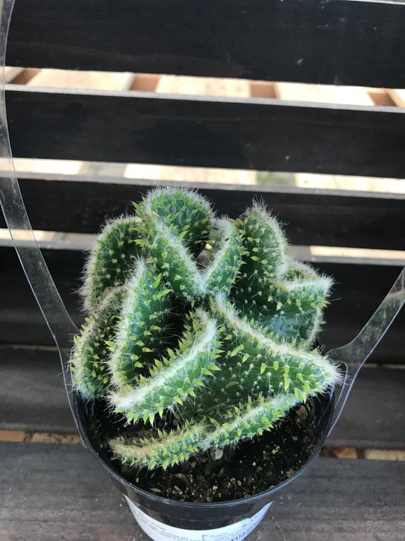 calathea dottie Calathea 'Dottie' – The Plant Lady SF main image 1