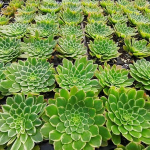 red vein prayer plant Prayer Plant 'Red Veined' 6
