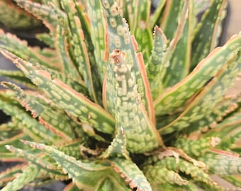 3.5" Aloe Krakato PPAF