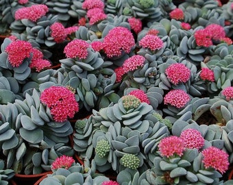 Morgan Beauty| Crassula| Rare Succulent