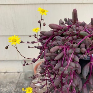 Puede incluir: Una planta suculenta con tallos largos y colgantes y hojas moradas. La planta está en una maceta negra y tiene varias flores amarillas.