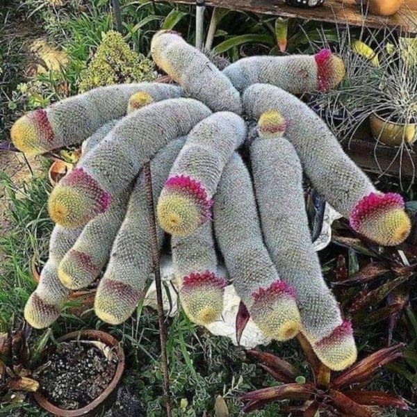 Thumb Cactus Mammillaria Matudae in a 4 inch pot (Please see picture #2 and description before ordering)