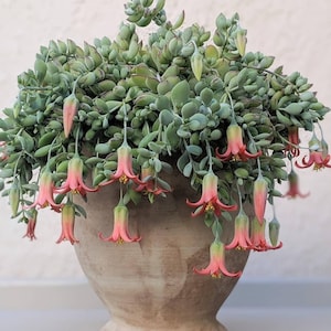 Cotyledon Pendens 4" inch pot