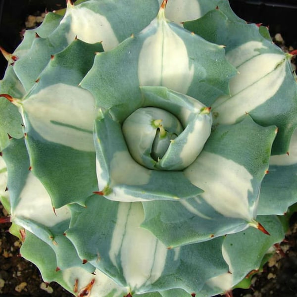 Agave isthmensis Hoji Raijin