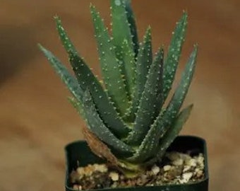 Aloe dichotoma, Quiver Tree