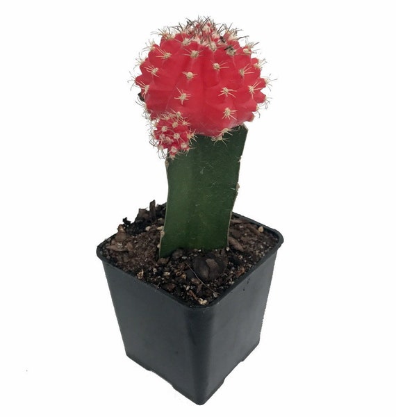 Veredelter Mond Kaktus Rot | 3,5 Zoll | Gymnocalycium Mihanovichii |  Lebender Kaktus | Kleiner Kaktus | Zimmerpflanze | Sukkulente |  Zimmerpflanze