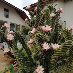 Cactus Espiral -Cereus Forbesi Spiralis 7 a 8 pulgadas