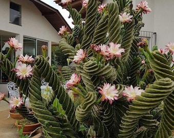 Spiral Cactus -Cereus Forbesi Spiralis 7 to 8 inch