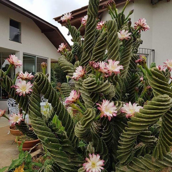 Spiral Cactus -Cereus Forbesi Spiralis 15inch to 17 inch
