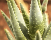 Aloe Vera Botanical Photography Print, Green Rustic Desert Themed Wall Art Decor