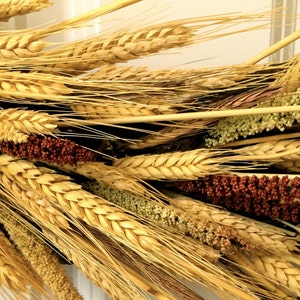 Pu&ograve; includere: Primo piano di una ghirlanda di grano secco con steli di grano marroni, bianchi e gialli e bacche rosse e bianche.