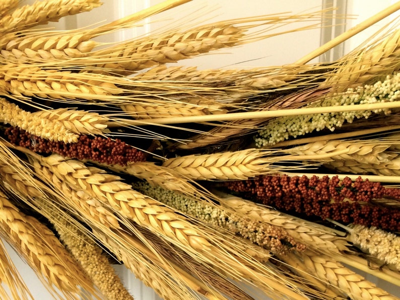 Pu&ograve; includere: Primo piano di una ghirlanda di grano secco con steli di grano marroni, bianchi e gialli e bacche rosse e bianche.