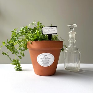 Op de afbeelding: Een terracotta pot gevuld met peterselie, met het label "PETERSILIE", en een heldere glazen fles met een stopper. De peterselie is heldergroen en de pot heeft een witte ovale sticker met tekst. De fles staat naast de pot op een wit oppervlak.