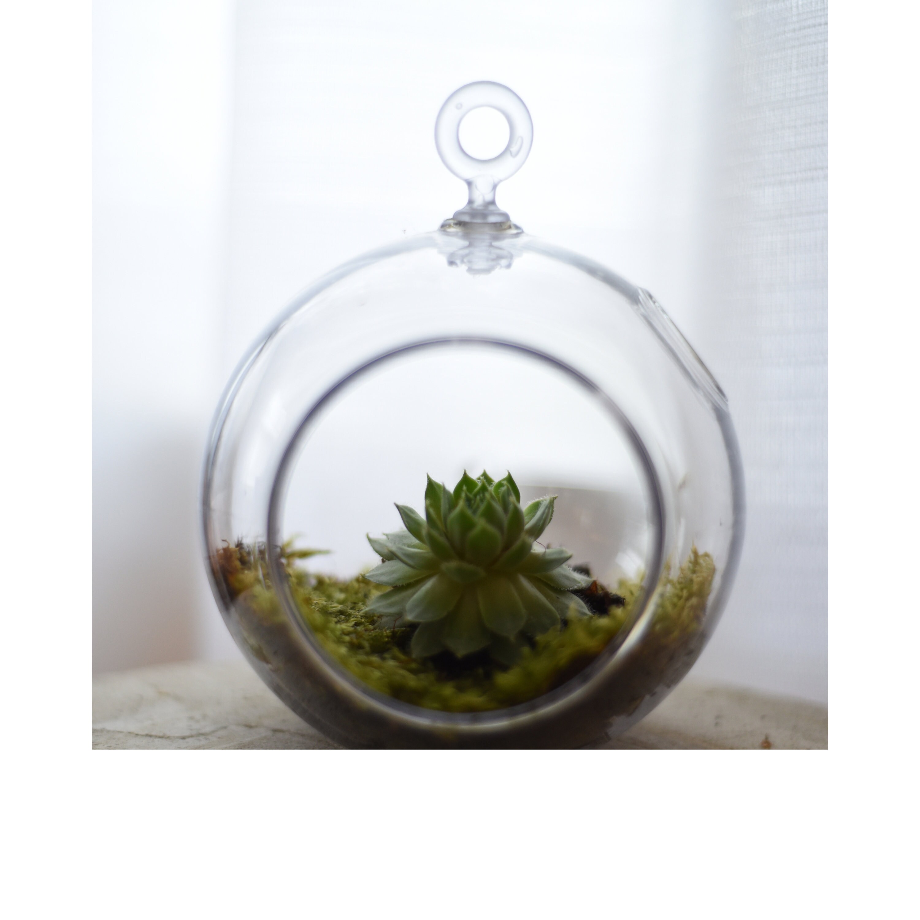 Plastic Terrarium for sale Only 2 left at 65