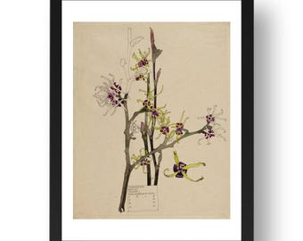 Japanese Witch Hazel, Walberswick, 1915, flowers by Charles Rennie Mackintosh and Margaret Macdonald Mackintosh, beautiful print