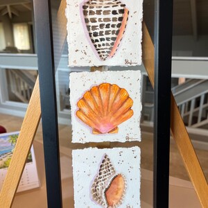 Trio of Shells - Framed - Etsy