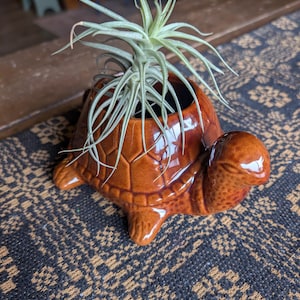 May include: A glossy brown ceramic turtle-shaped planter featuring a detailed shell pattern and a smooth finish. A spiky, light green air plant with thin, pointed leaves is positioned inside the opening of the turtle's shell, extending upwards.