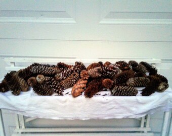 Missouri Natural Pinecones 2 Pounds Unscented Bag #G for crafts / decor